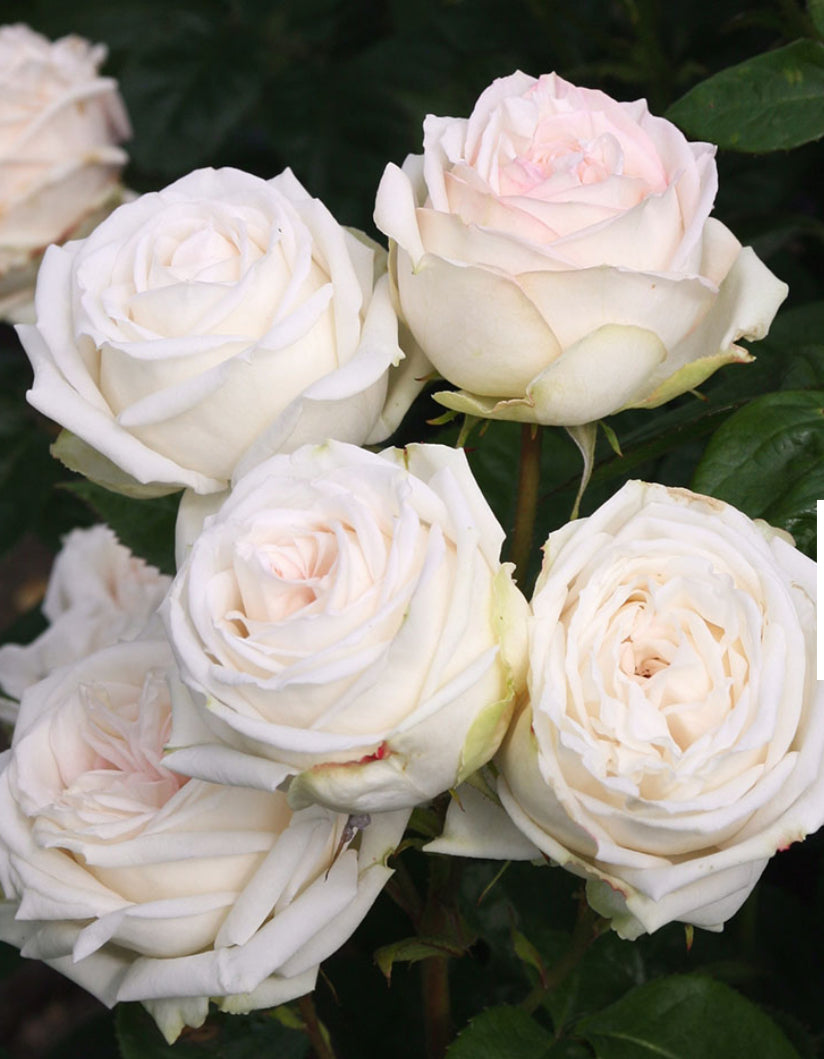 Rose 4.5Ltr