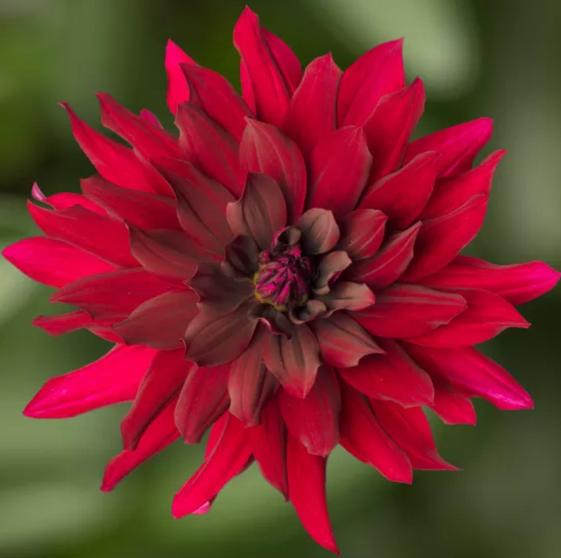 Dahlia 5Ltr