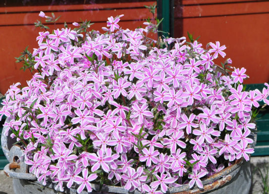 Phlox Kimono Pink White 2Ltr