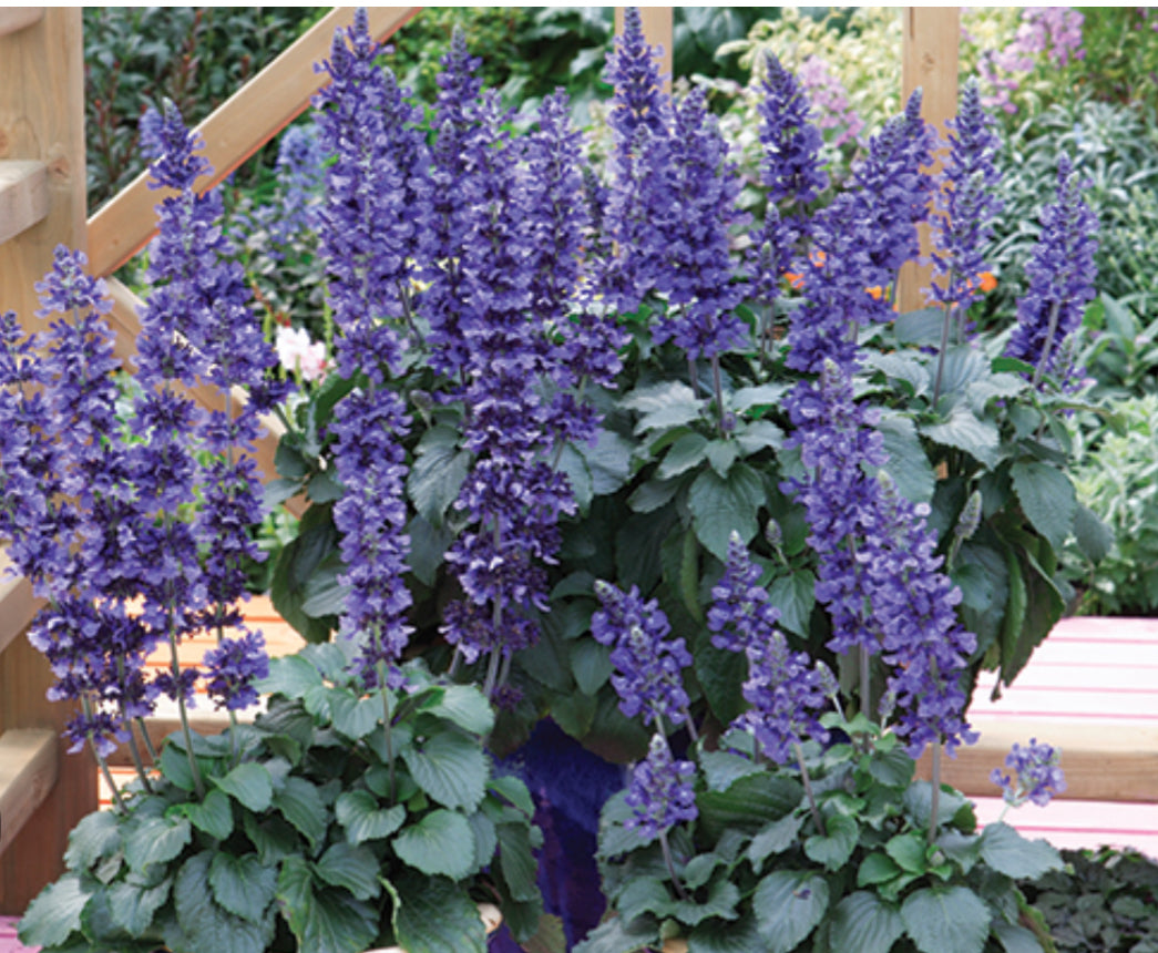 Salvia 2Ltr
