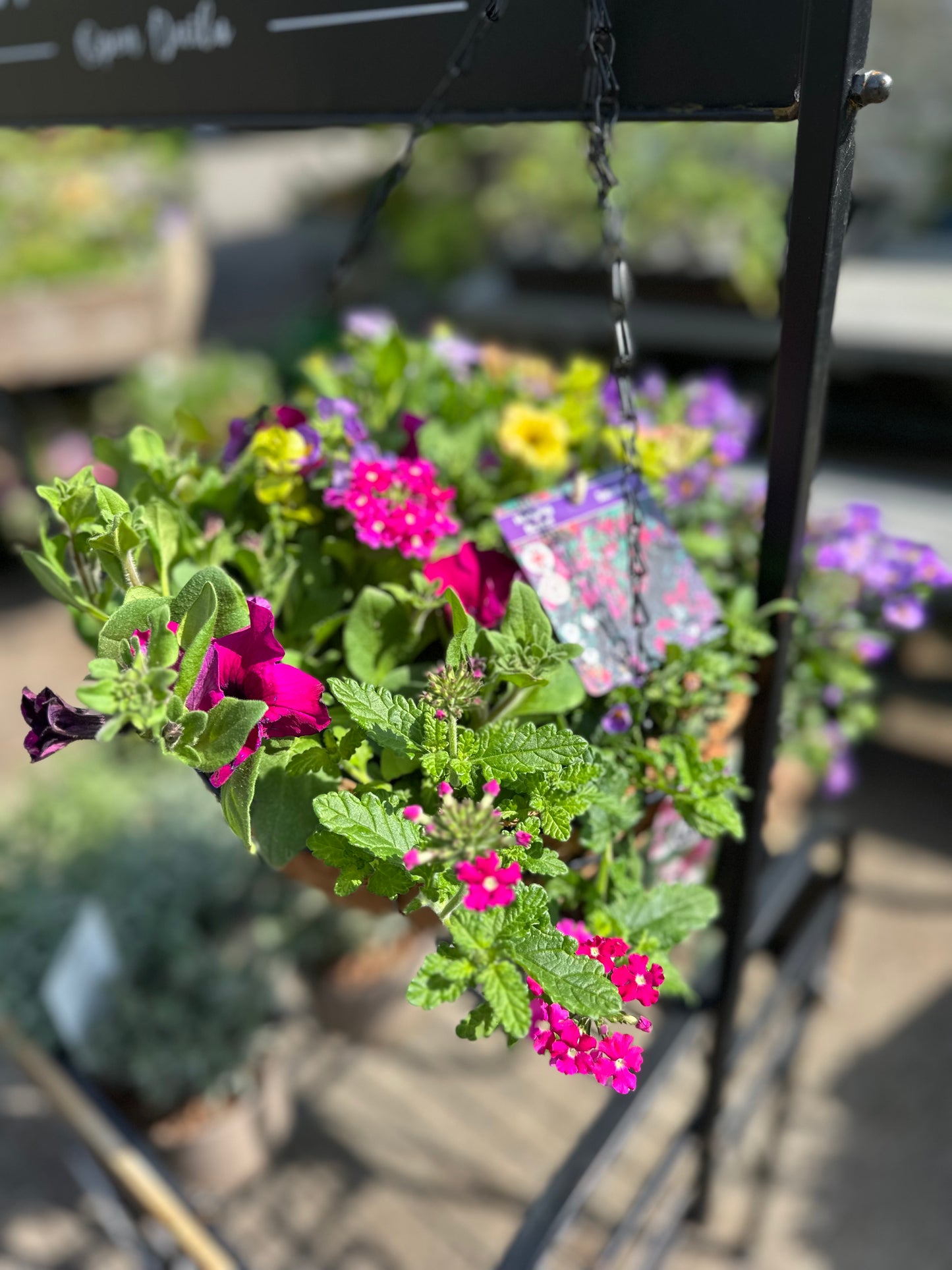 Summer Coco Hanging Baskets 30cm