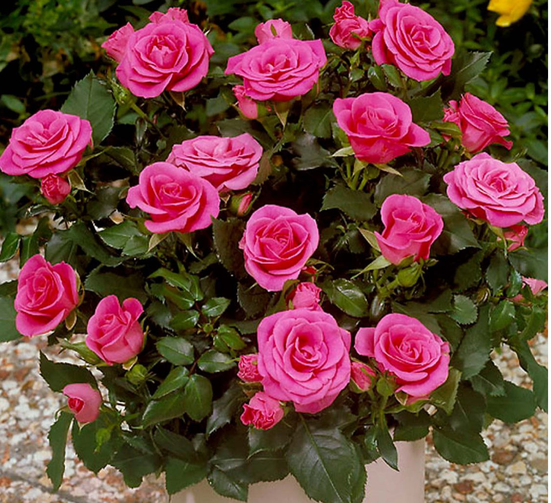 Rose Violet Hit 4.5Ltr
