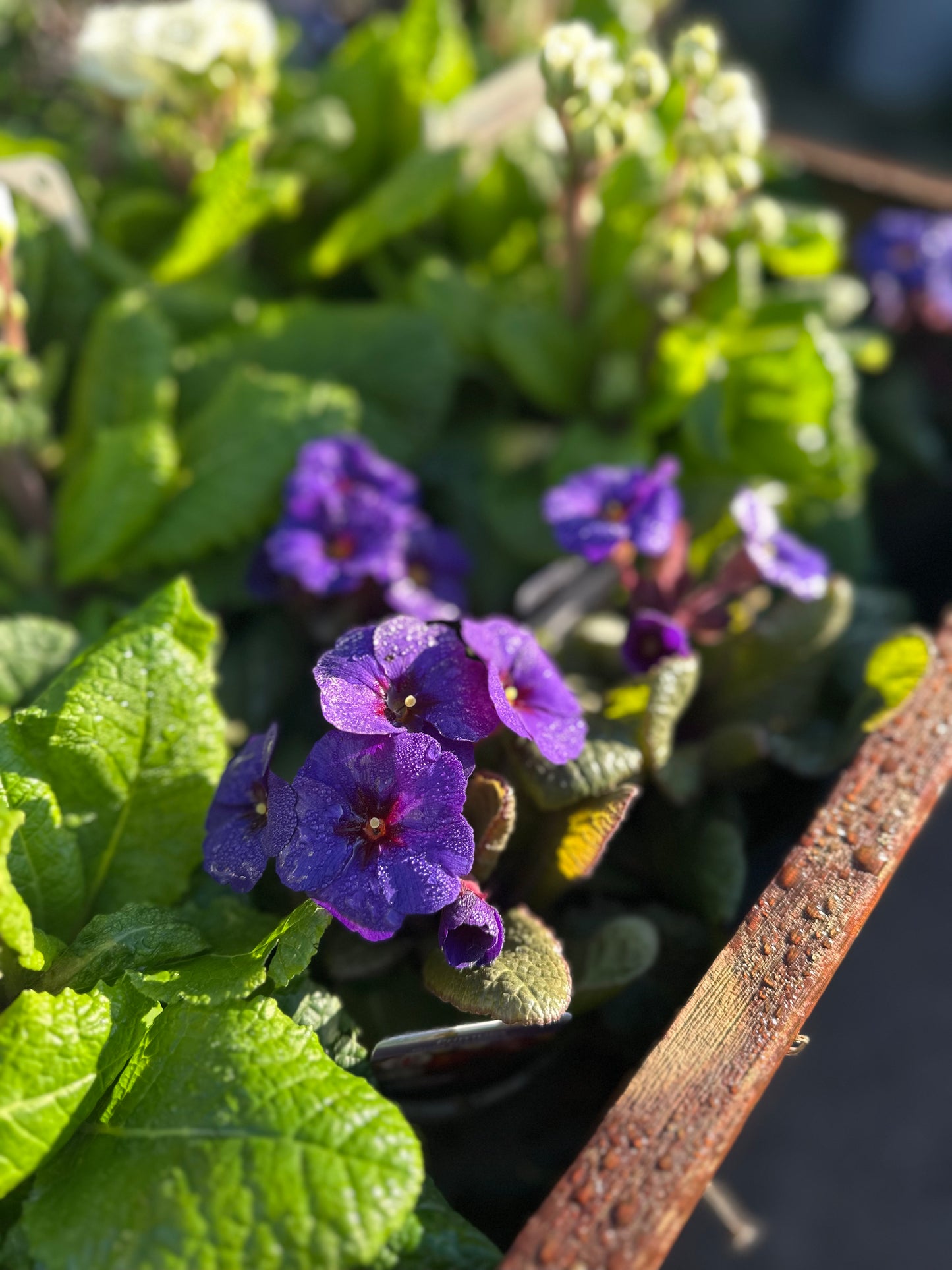 Primula Gold Nugget Mix 10.5 cm