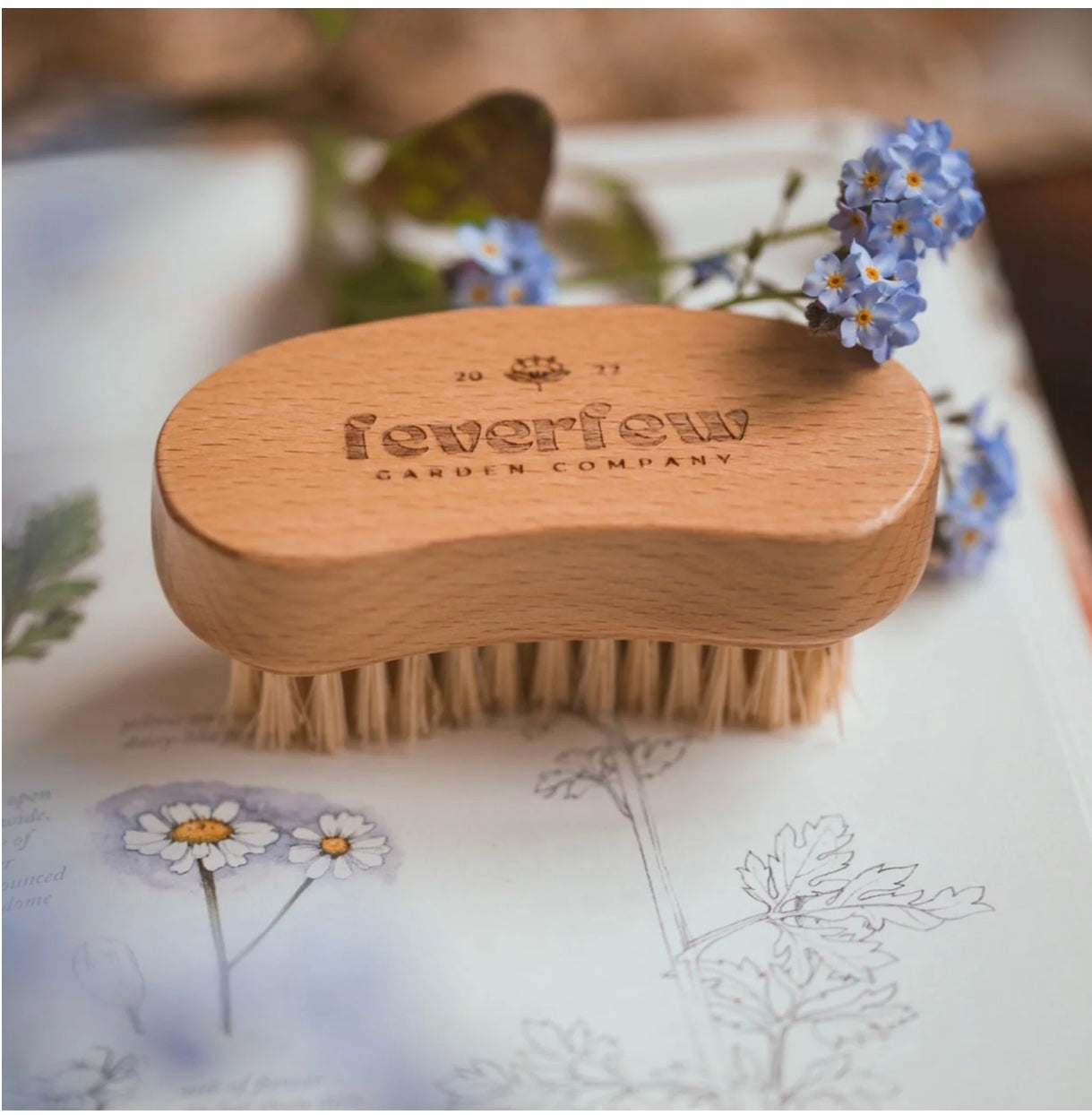 Feverfew Natural Nail Brush