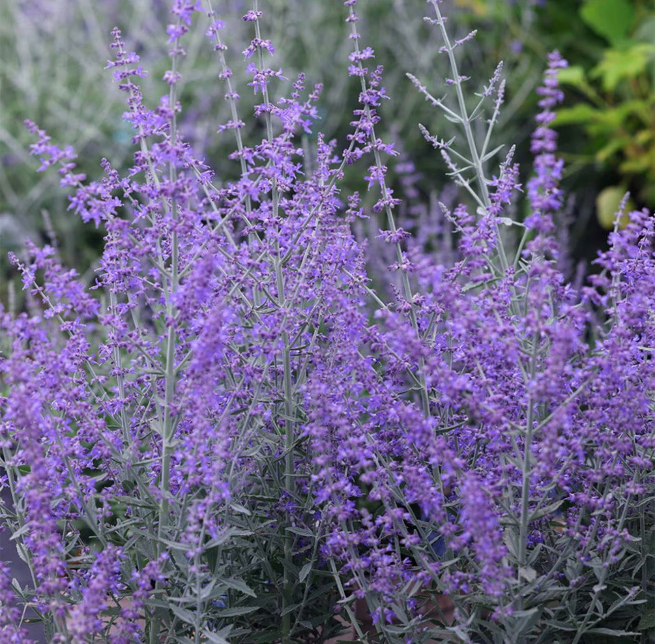 Gedney Plants