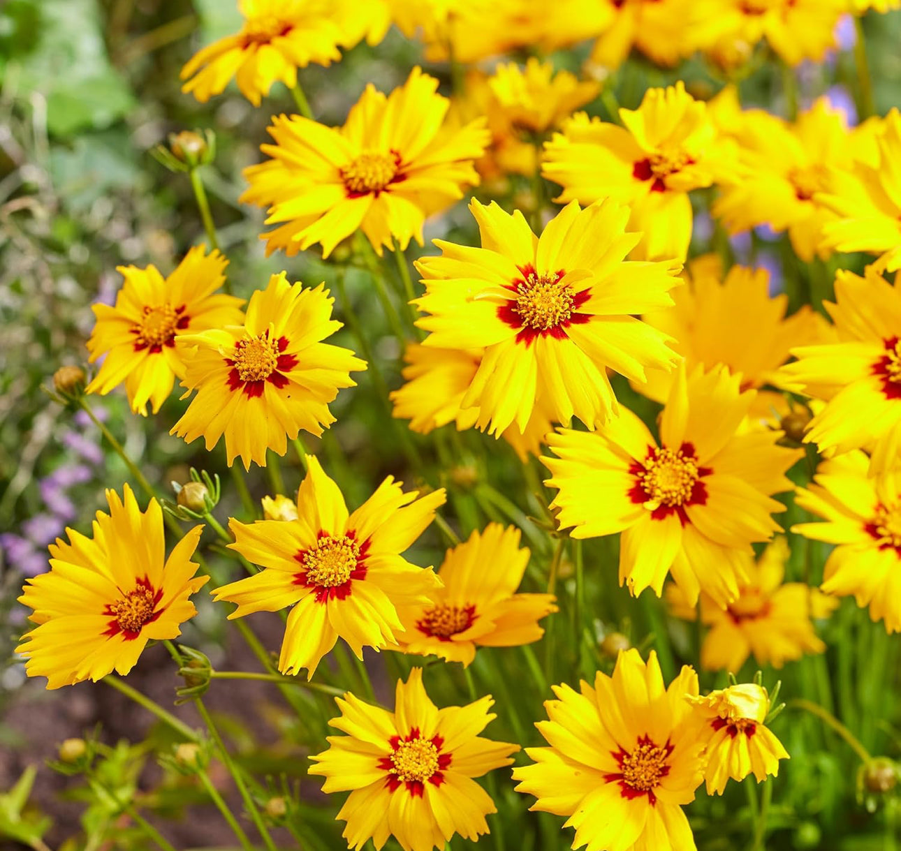 Coreopsis 3Ltr