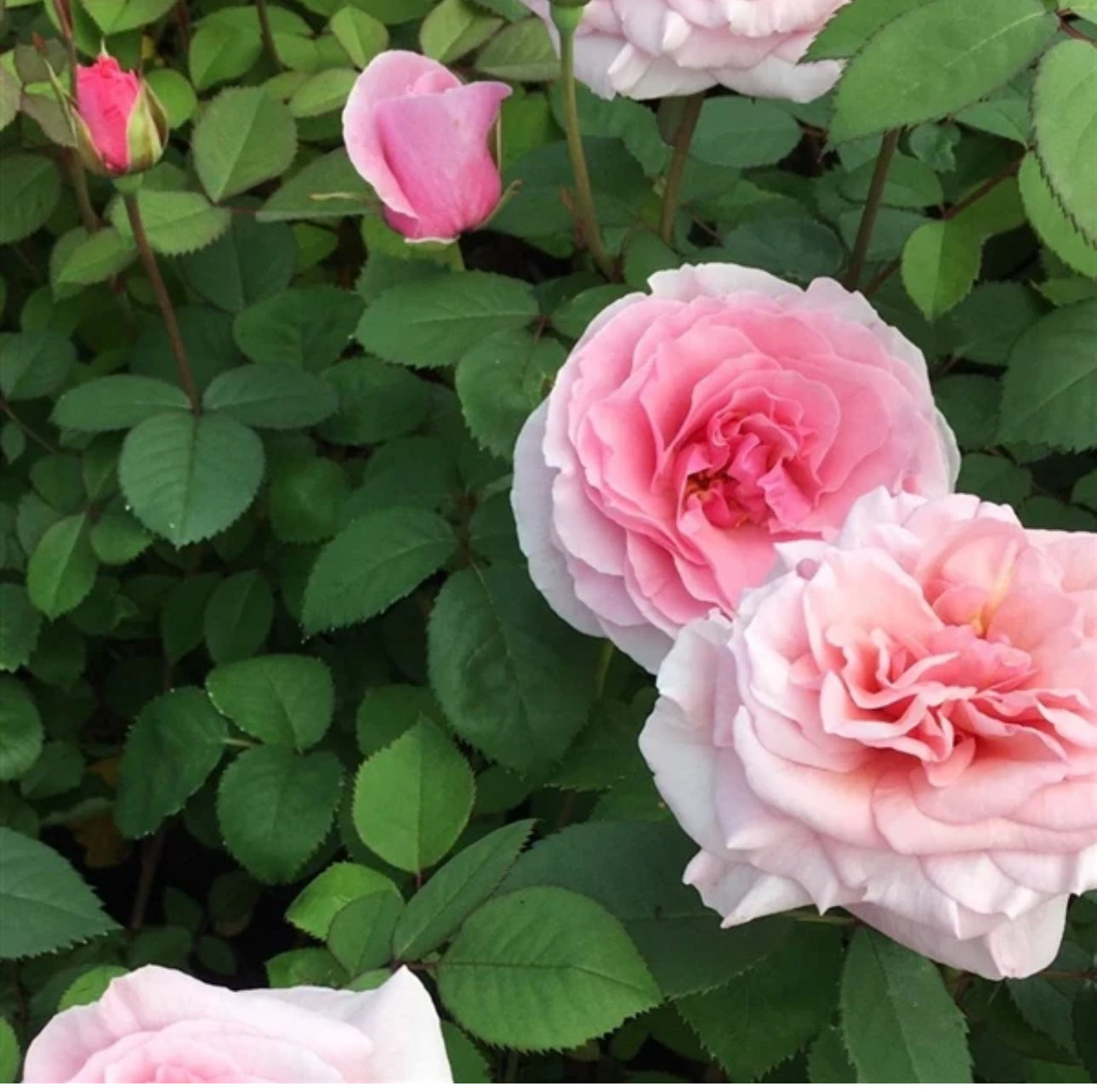 Rosa Carminia