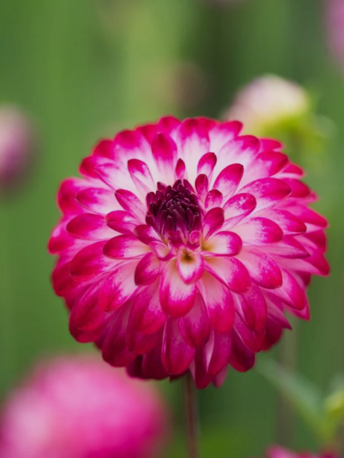 Dahlia 3Ltr