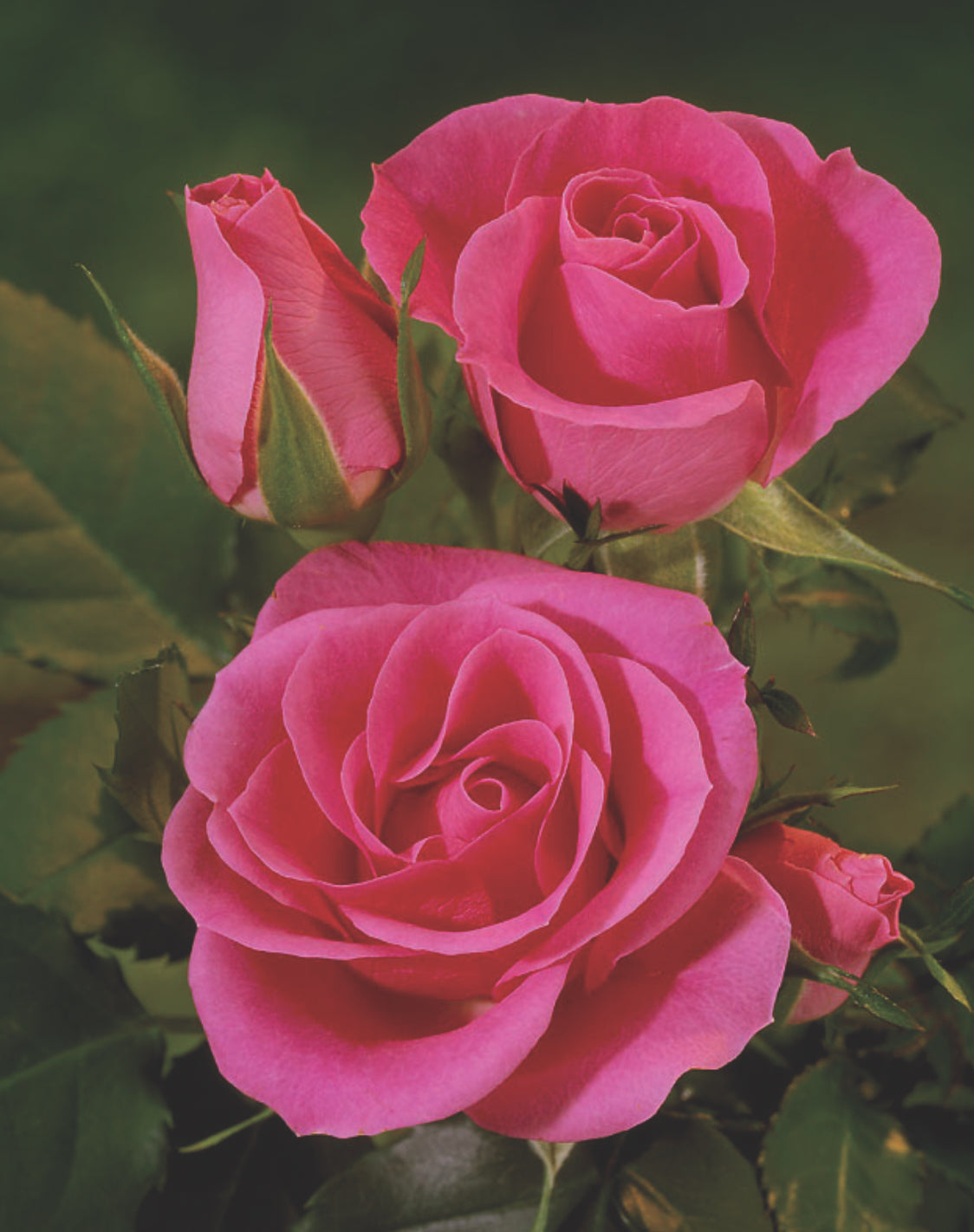 Rose Violet Hit 4.5Ltr