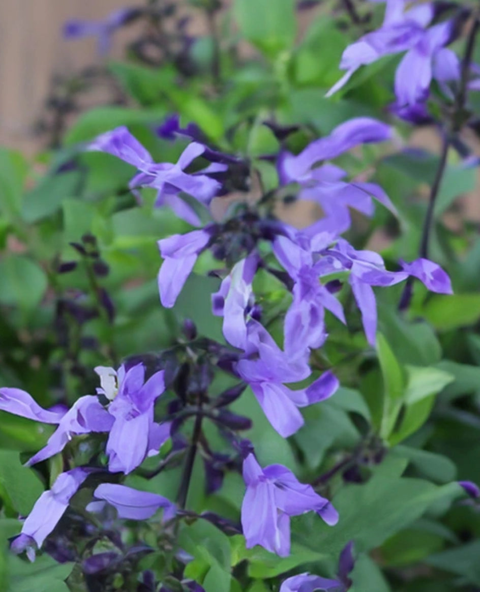 Salvia 2Ltr