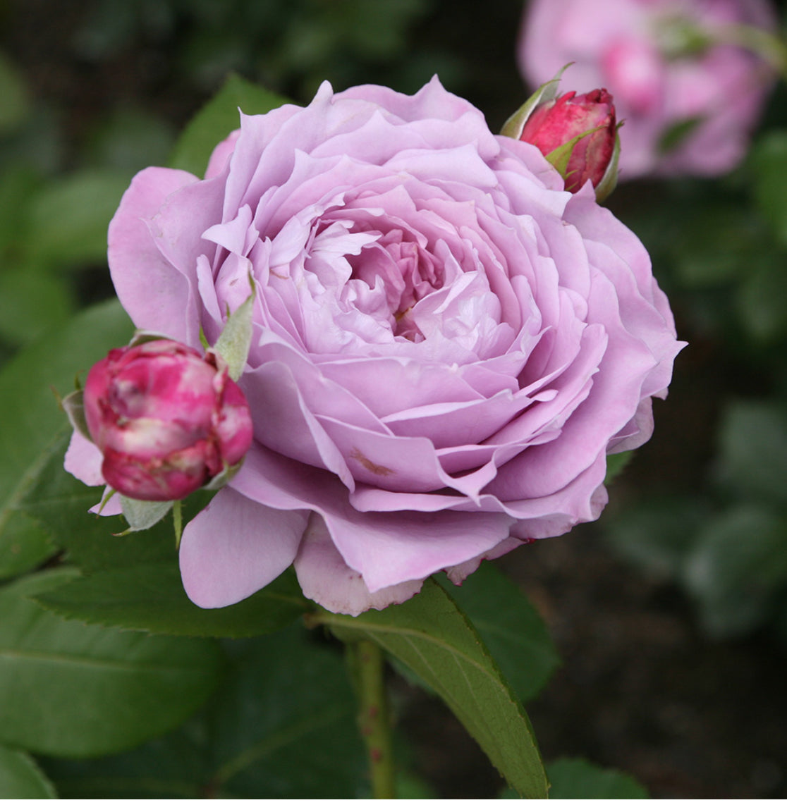Rose Novalis 4.5Ltr