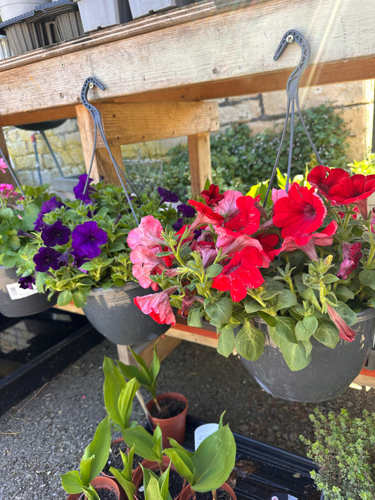 Hanging Basket 25cm