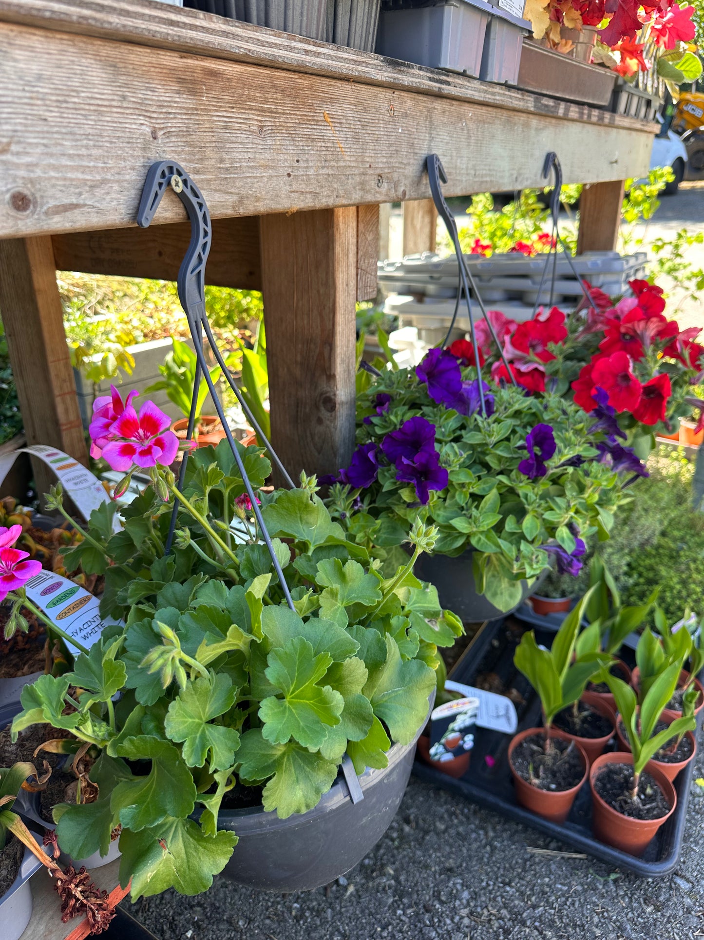 Hanging Basket 25cm
