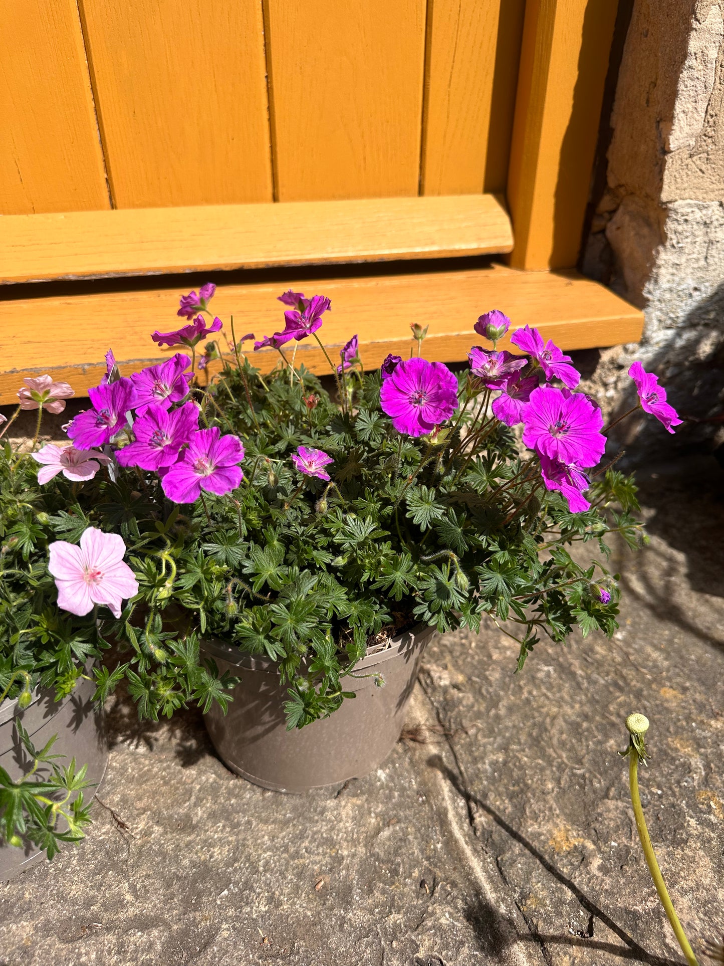 Geranium Frivollus 3Ltr