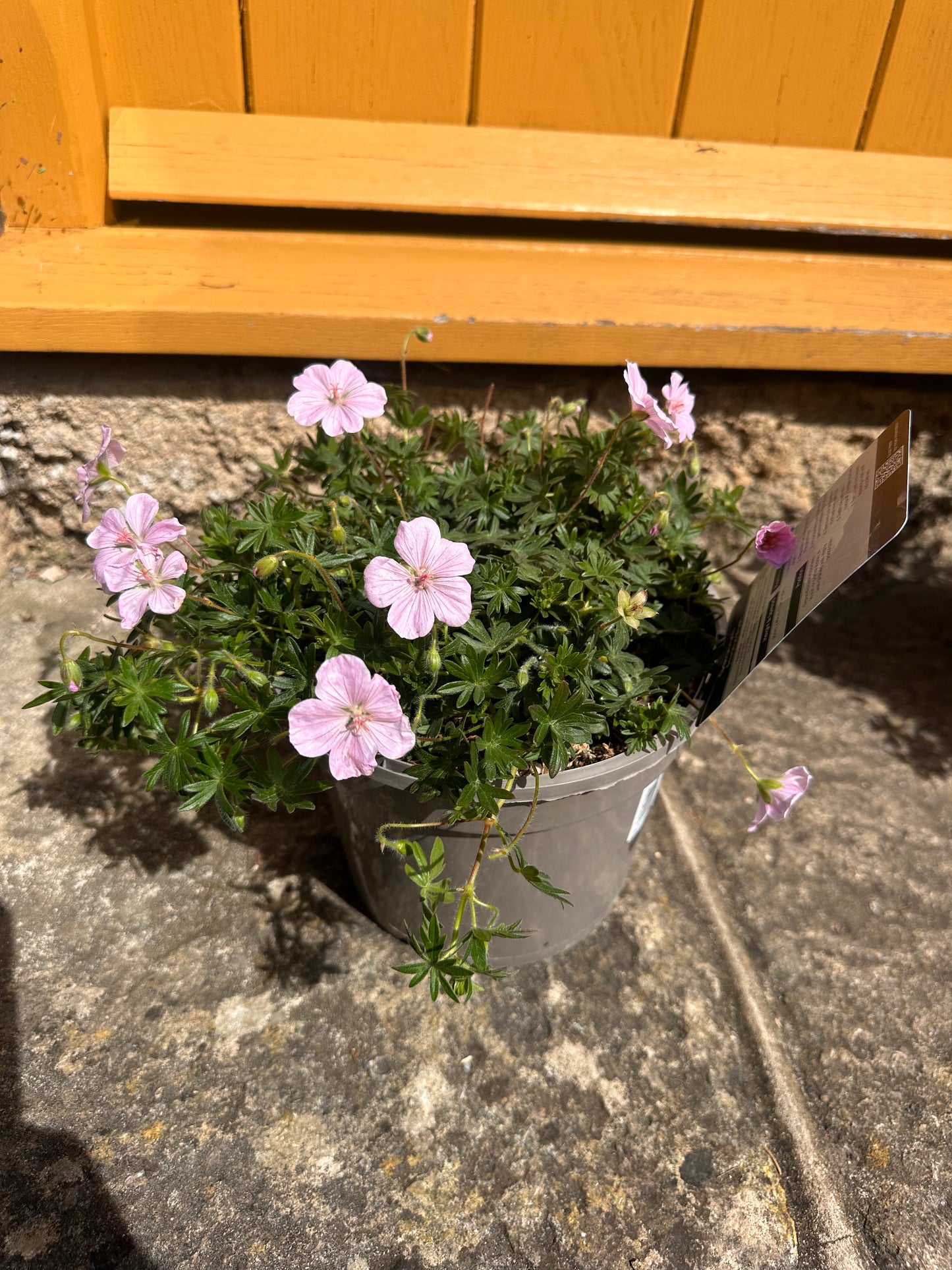 Geranium Frivollus 3Ltr