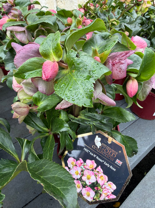 Helleborus 2Ltr