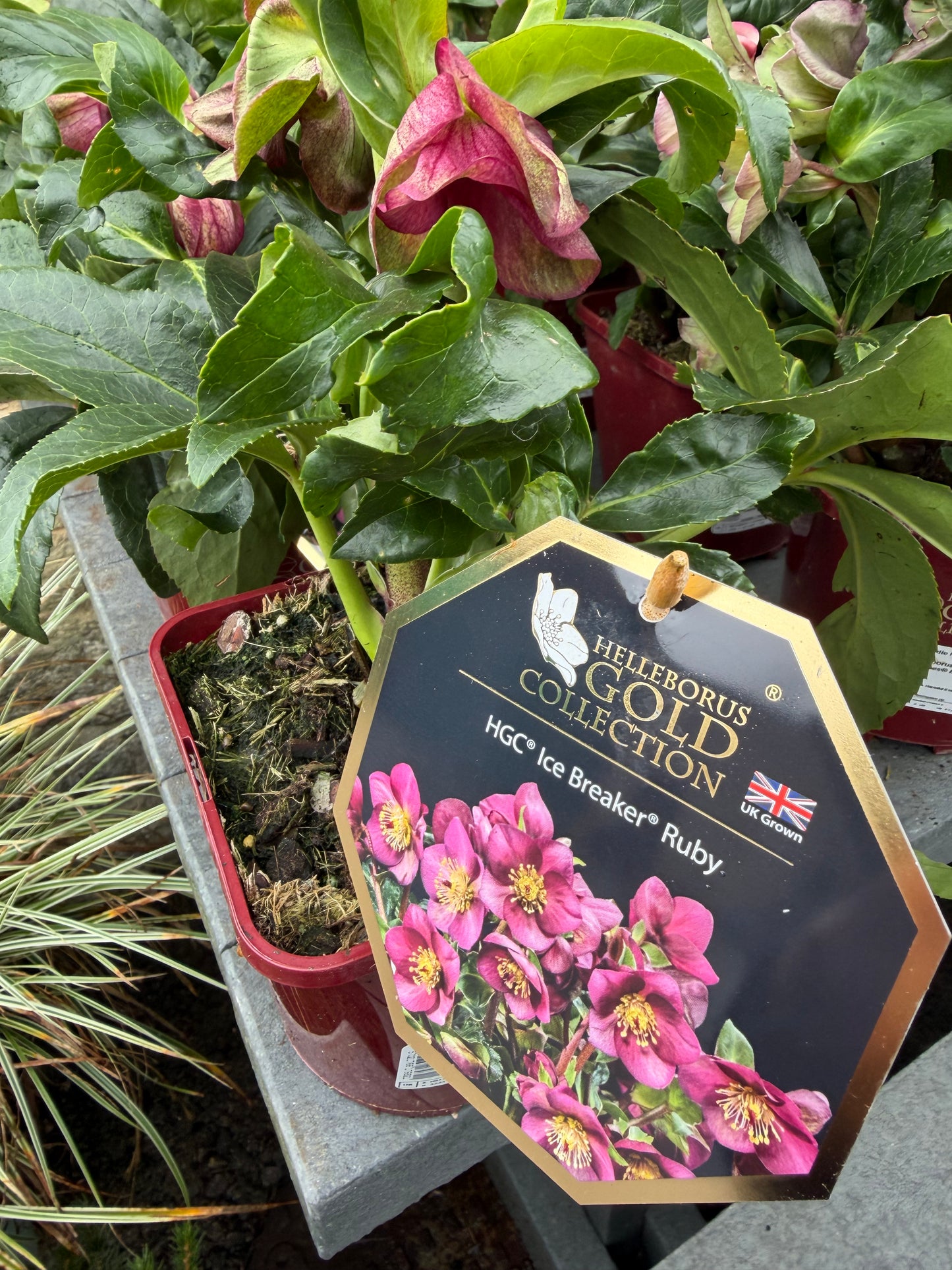 Helleborus 2Ltr