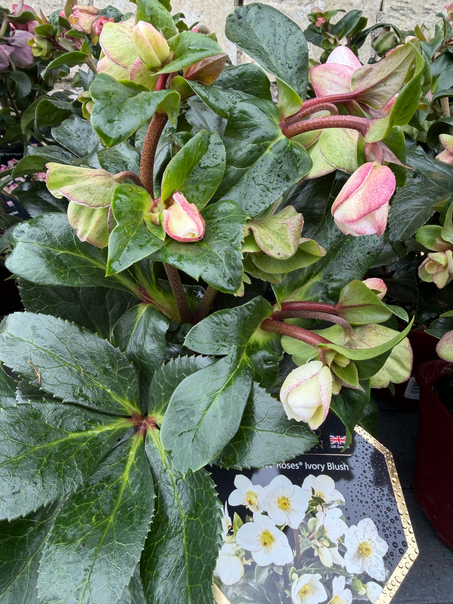 Helleborus 2Ltr