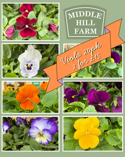 Viola 20pk
