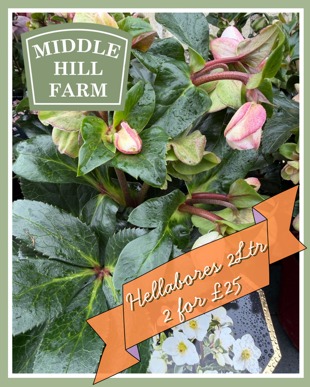 Helleborus 2Ltr