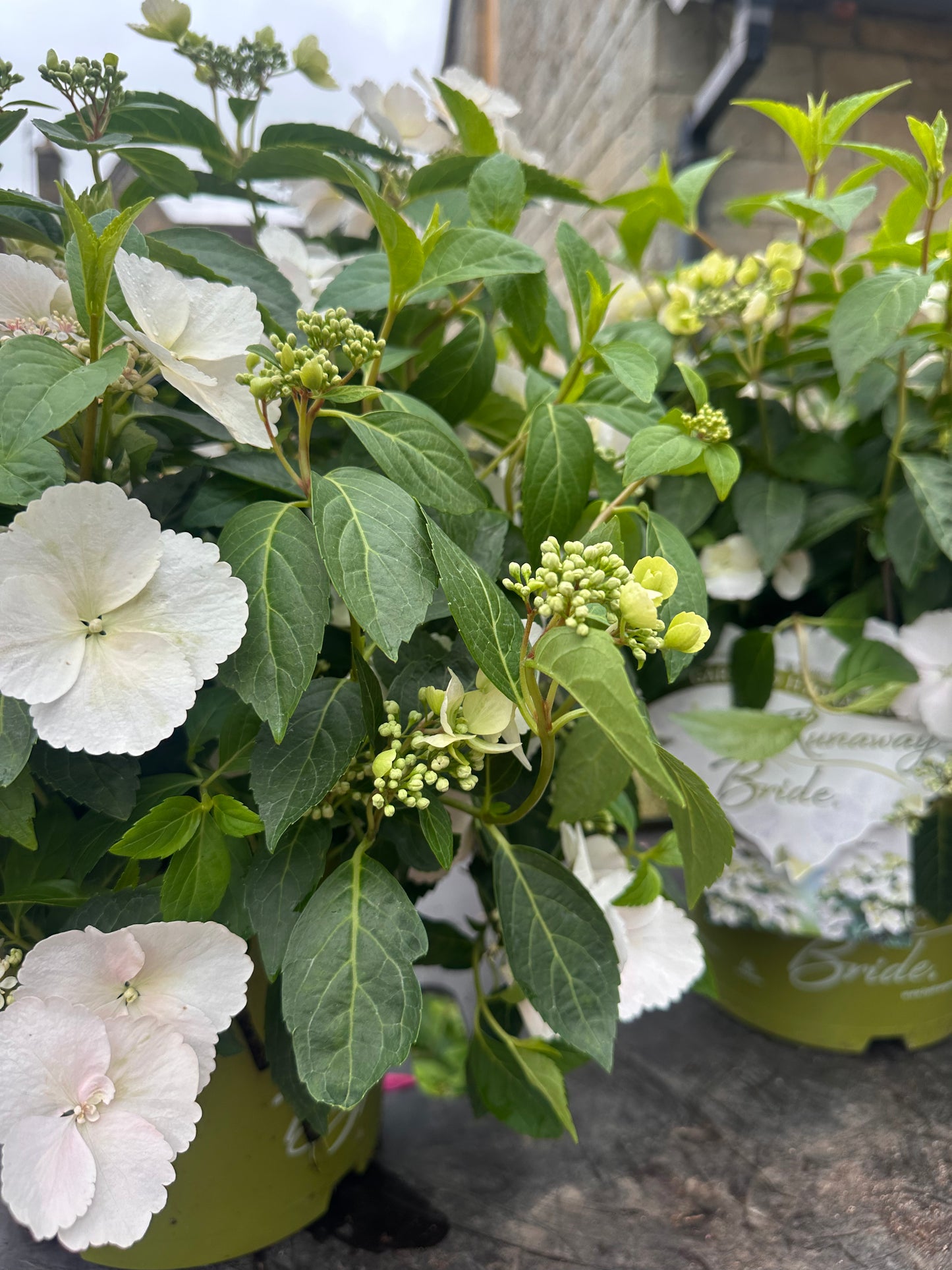 Hydrangea Run Away Bride 6Ltr