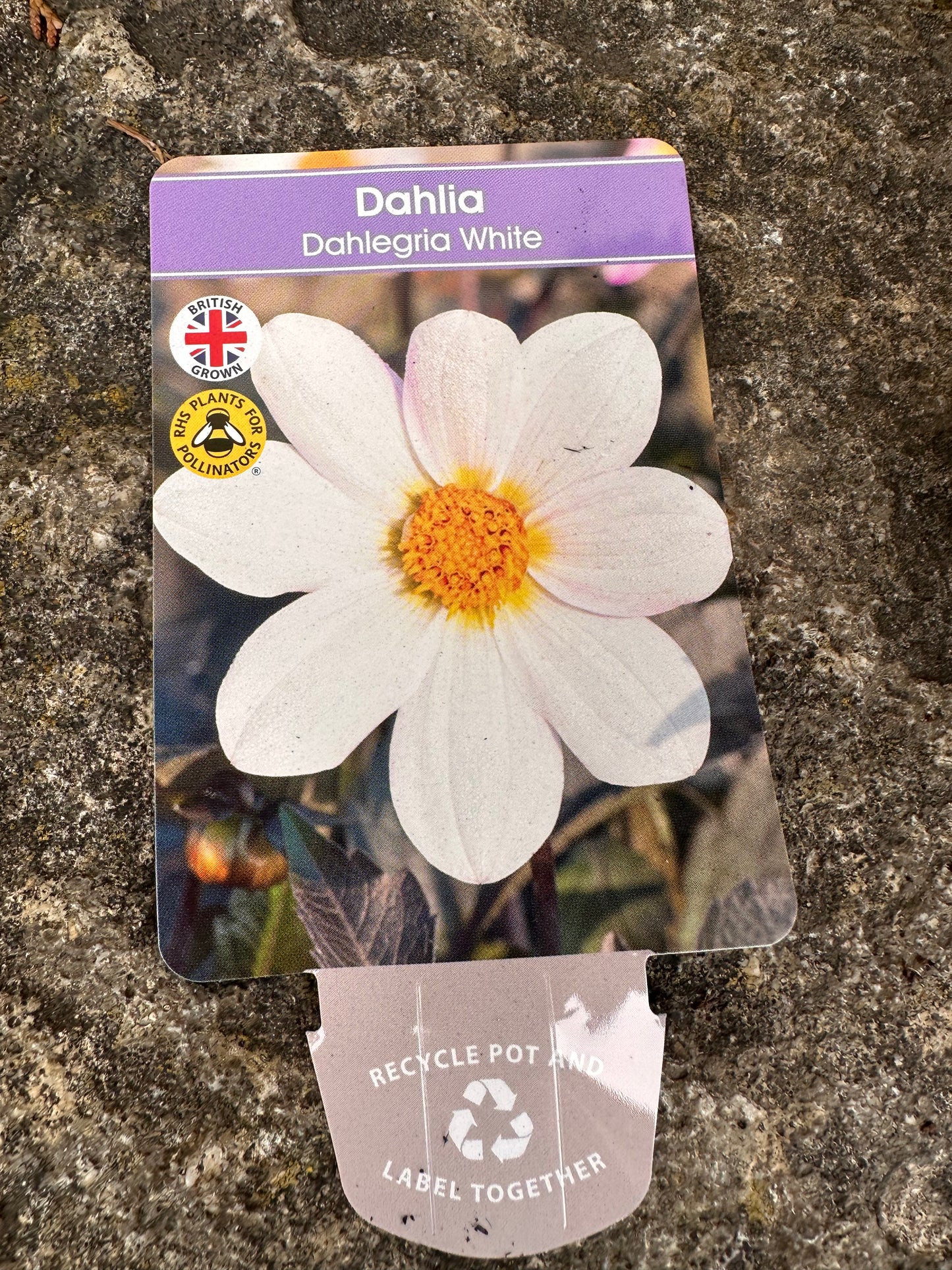 Dahlia Dahlegria White 3Ltr