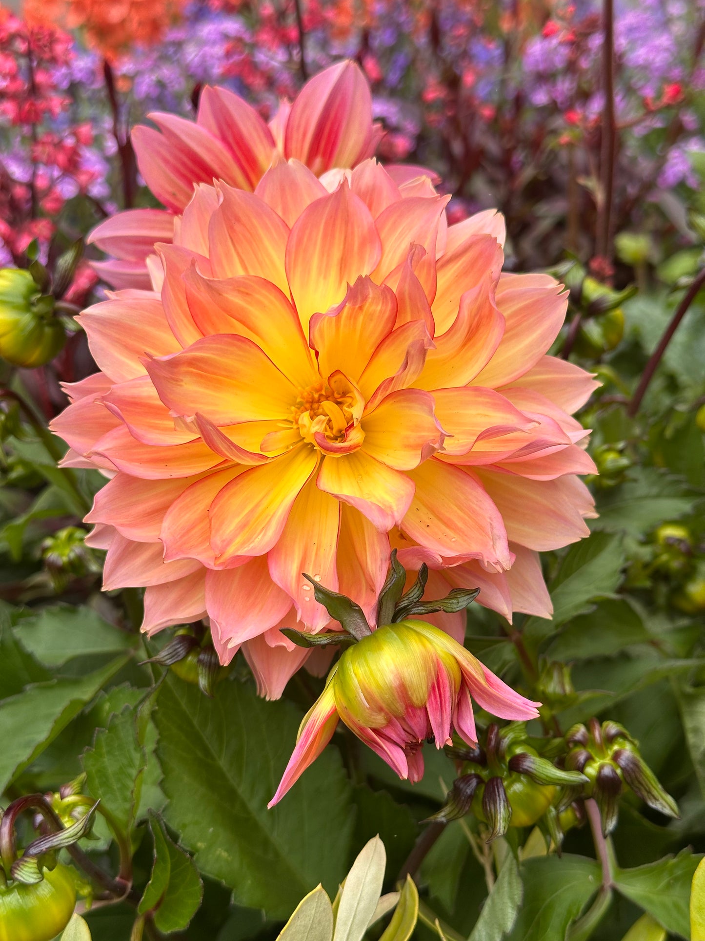Dahlia Dalina Maxi Peach 2Ltr