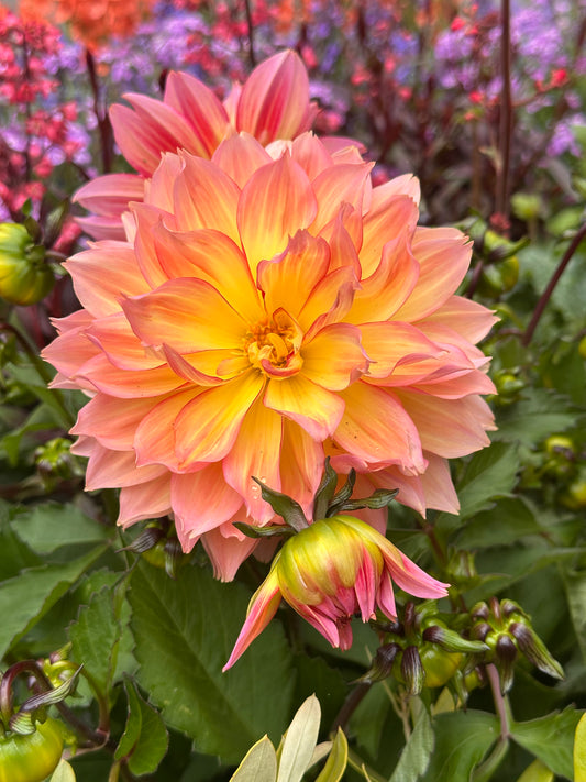 Dahlia Dalina Maxi Peach 2Ltr