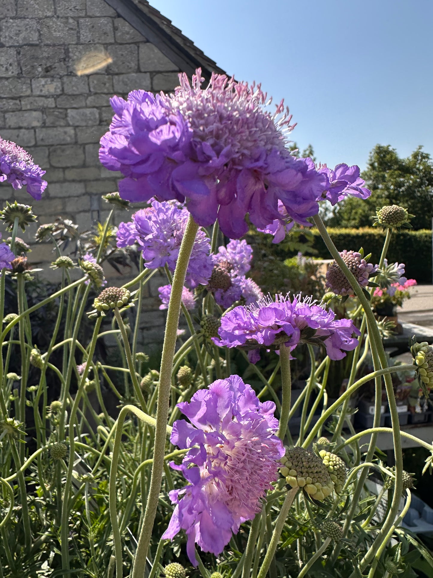 Scabiosa Mariposa Blue 3Ltr