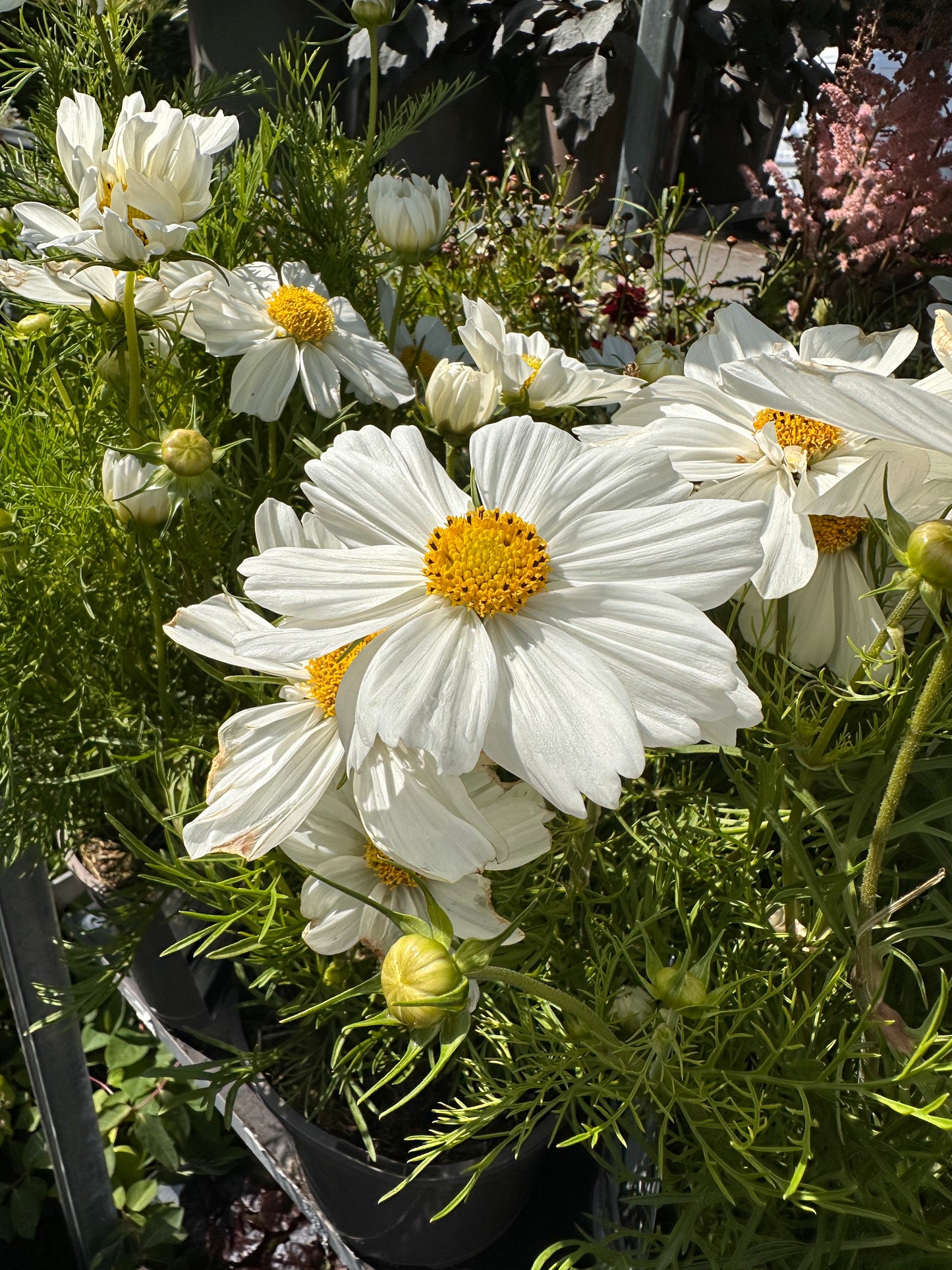 Cosmos 2Ltr