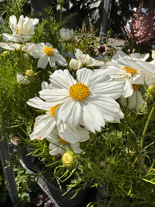 Cosmos 2Ltr
