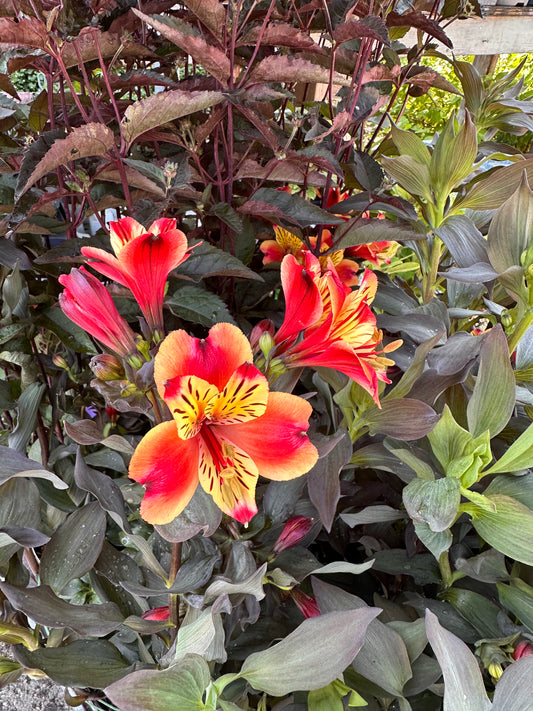 Alstroemeria Indian Summer 5Ltr