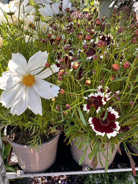 Coreopsis Chorasan Burgundy & White 3Ltr