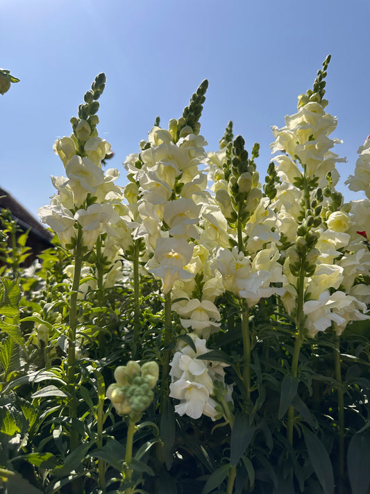 Antirrhinum 2Ltr