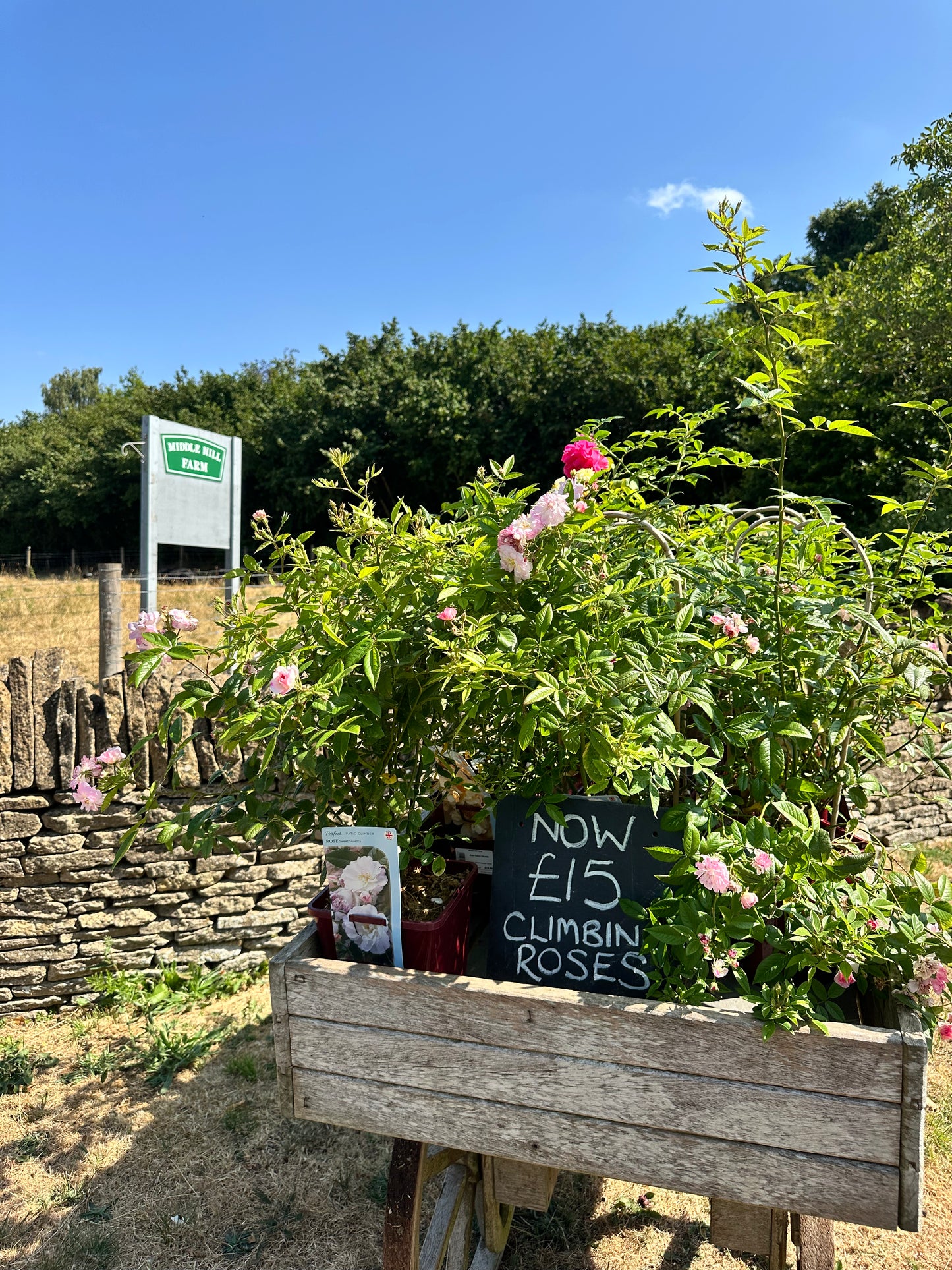 Rose 4.5Ltr Square Pot