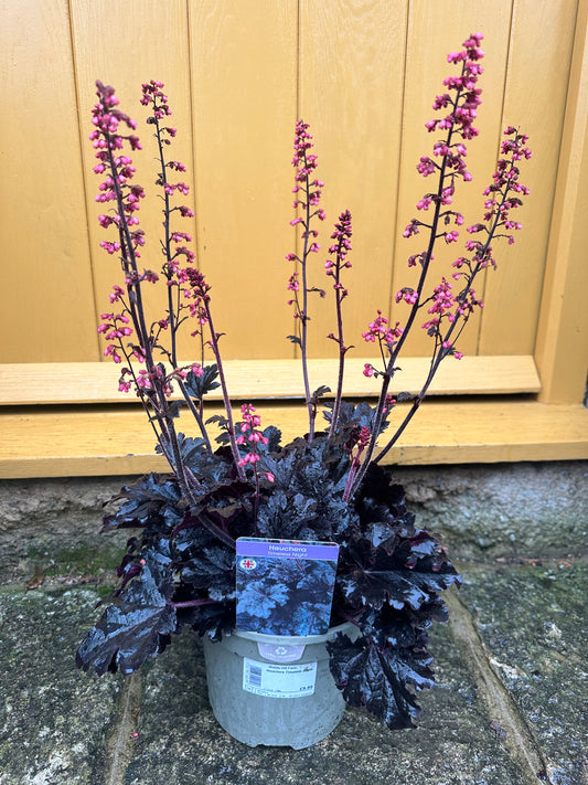 3L British Grown Heuchera Timeless Night