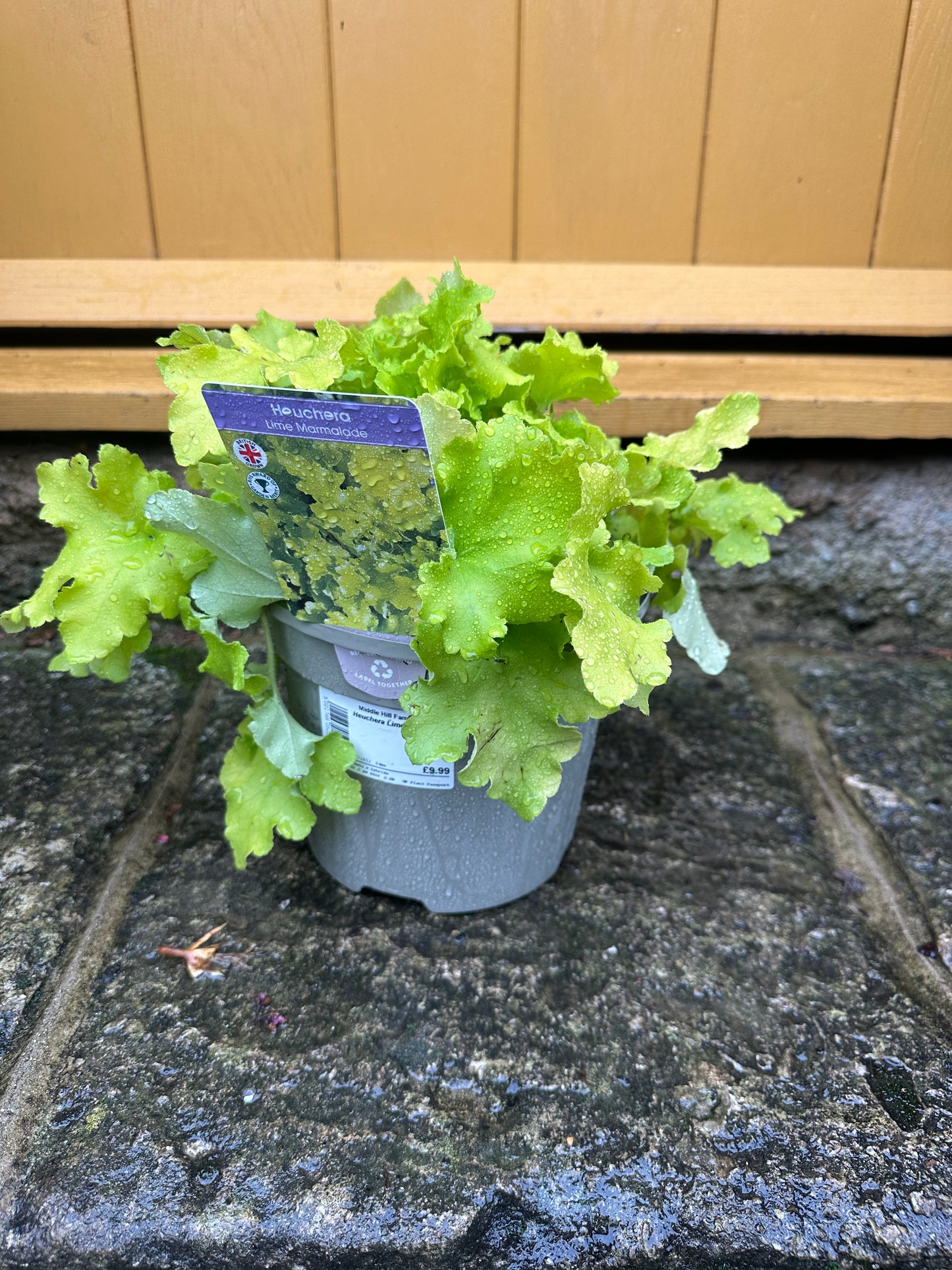3L British Grown Heucheras Lime Marmalade