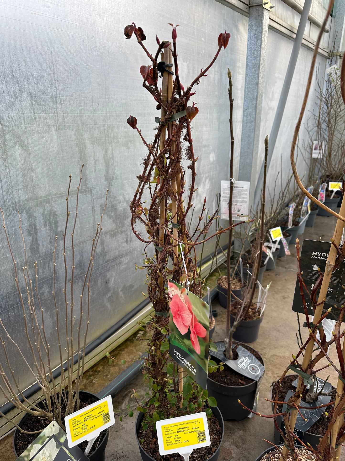 Hydrangea anomala Glabra Crug Coral 10 L