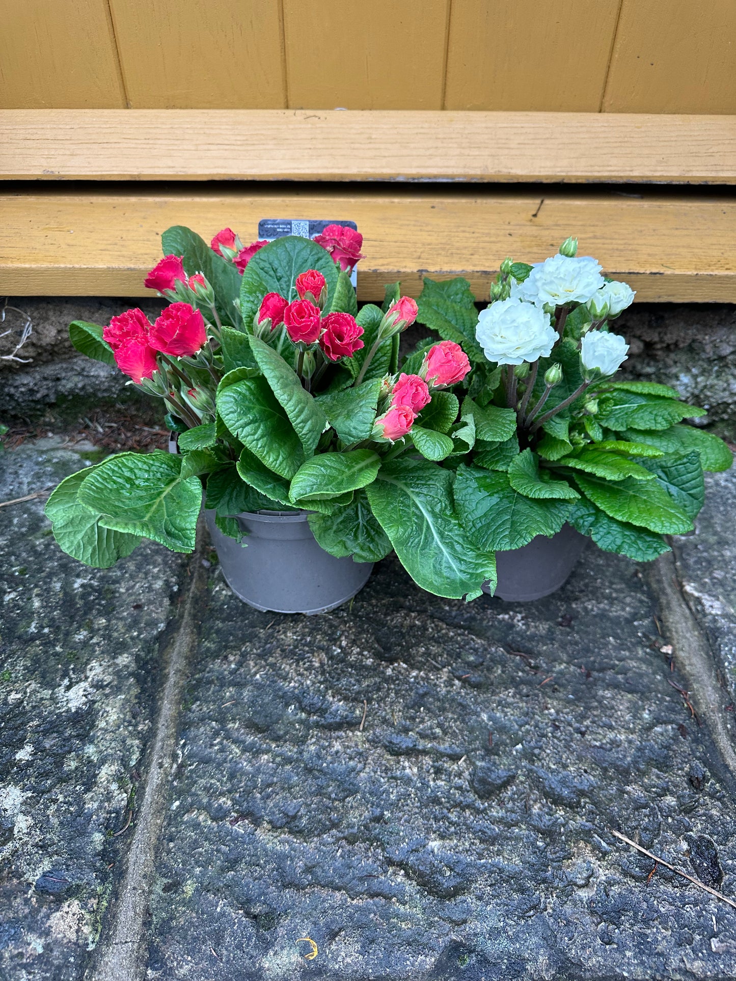 Primula Pollyanna Frosty White 1.5L