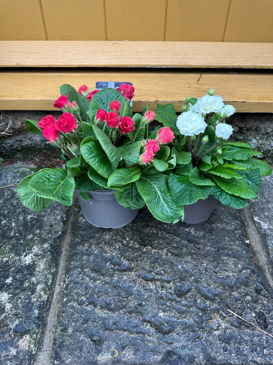 Primula Pollyanna Frosty White 1.5L