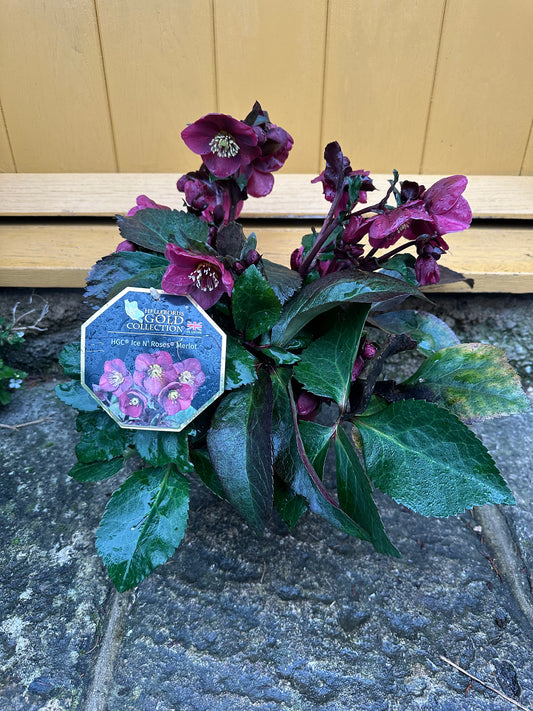 Hellebore HGC Ice N’ Roses Merlot 2L