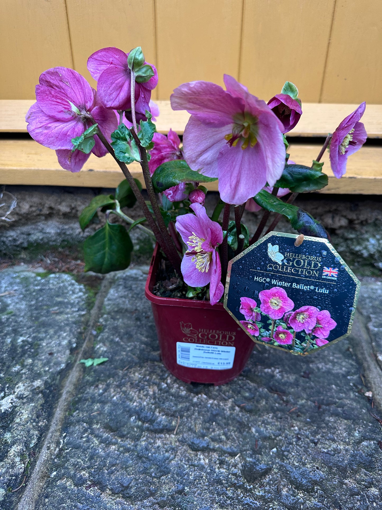Helleborus HGC Winter Ballet Lulu 2L