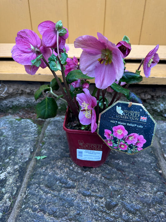 Helleborus HGC Winter Ballet Lulu 2L
