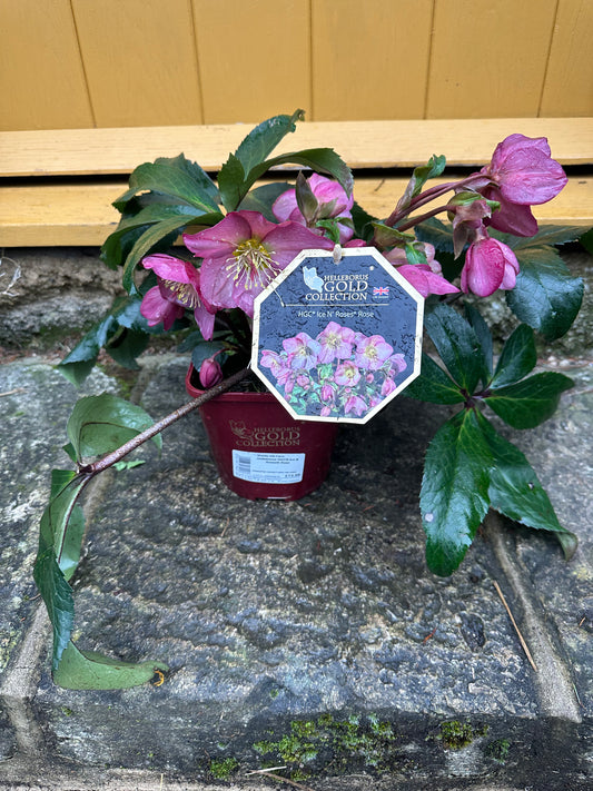 Hellebore Ice N Roses Rose 2L