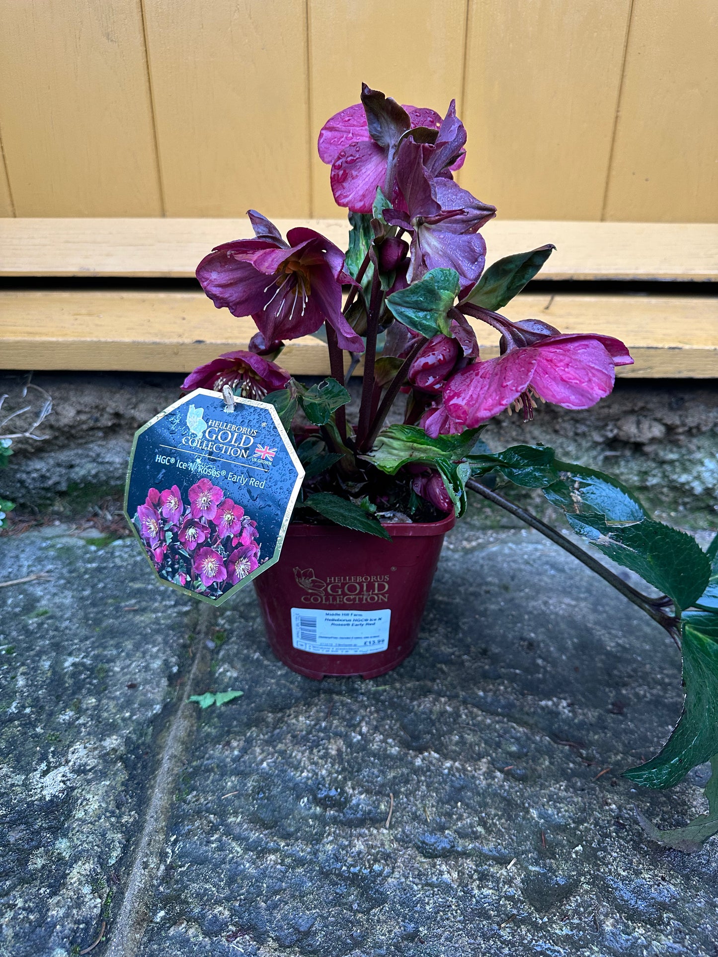 Hellebore Ice N Roses Early Red 2L