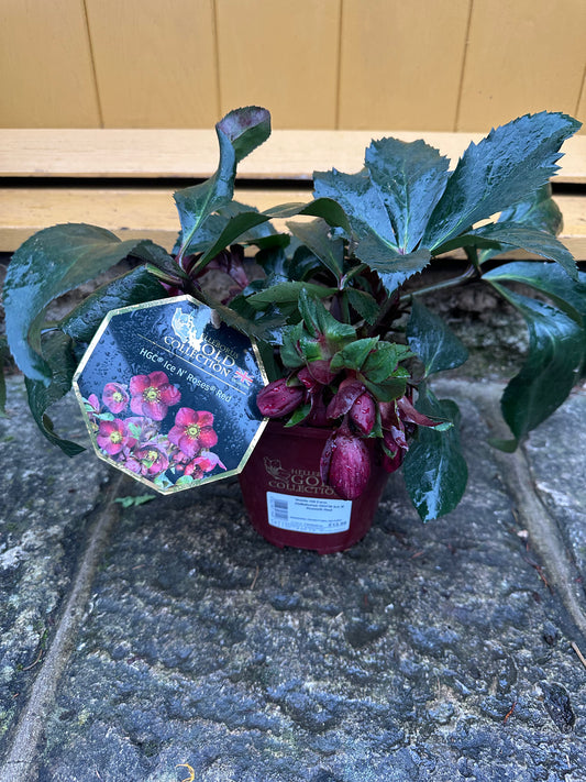 Hellebore Ice N Roses Red 2L