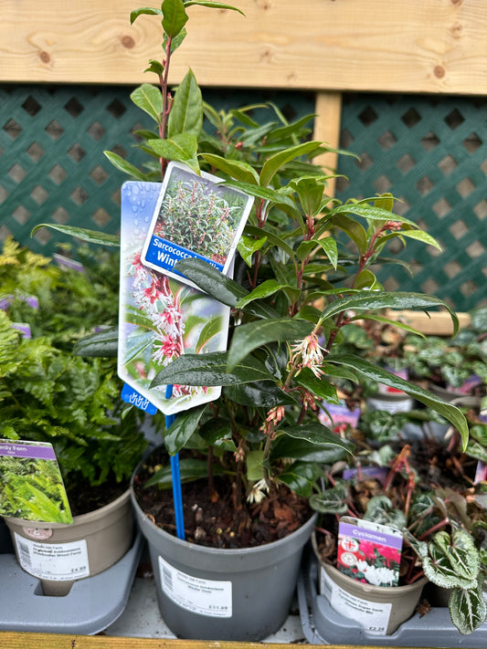 Sarcococca hookeriana Winter Gem 2L