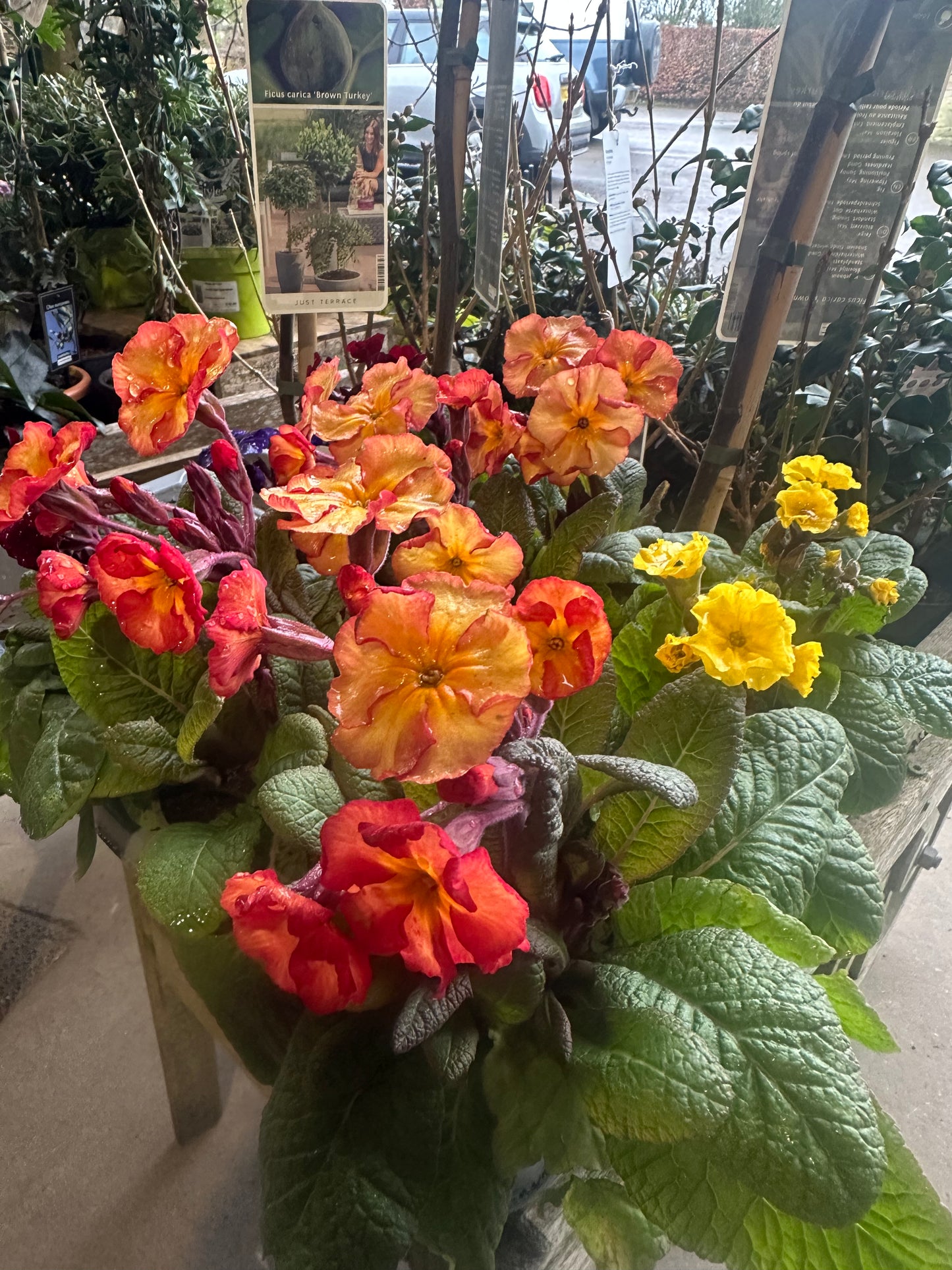 Primula Gold Nugget Mix 10.5 cm