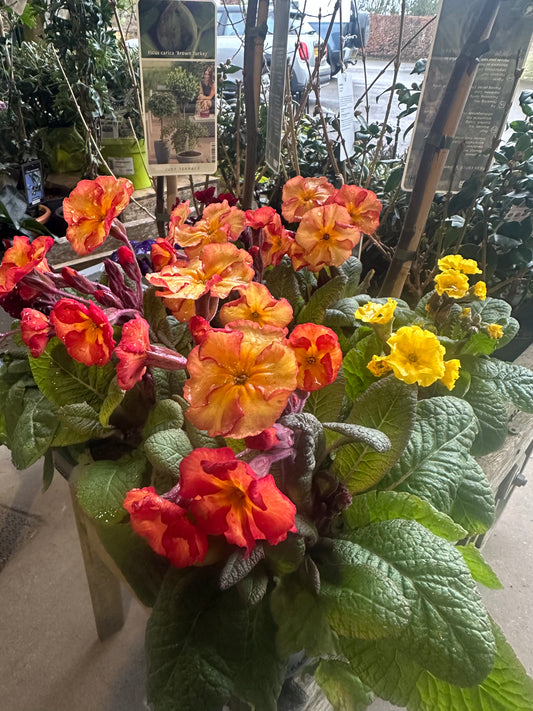 Primula Gold Nugget Mix 10.5 cm