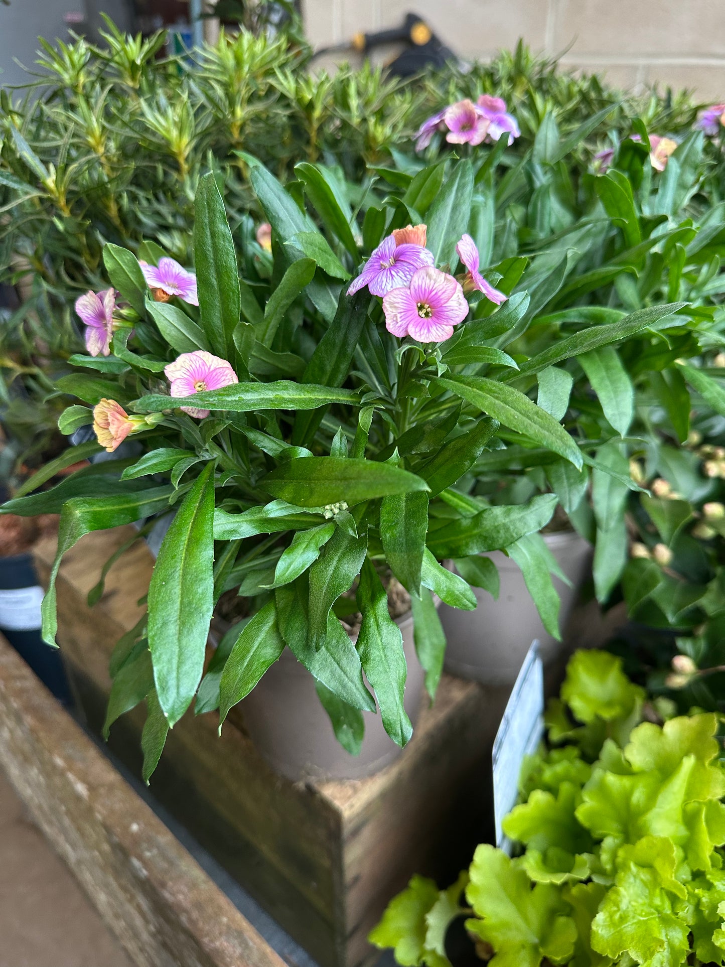 Erysimum Winter Charm 1Ltr